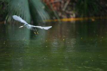 Green Egret in a public park in Thailand
