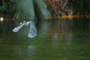 Green Egret in a public park in Thailand
