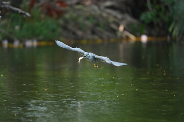 Green Egret in a public park in Thailand