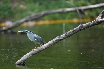 Green Egret in a public park in Thailand