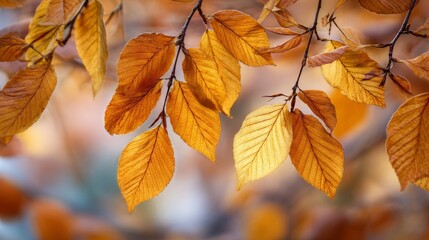 Obraz premium Orange and Gold Autumn Leaves on Branches