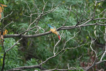 Common Kingfisher in a park in Thailand