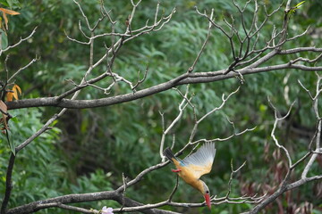 Common Kingfisher in a park in Thailand