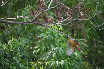 Common Kingfisher in a park in Thailand