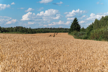 Golden wheat field meeting green forest under cloudy sky