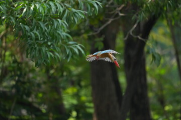 Common Kingfisher in a park in Thailand