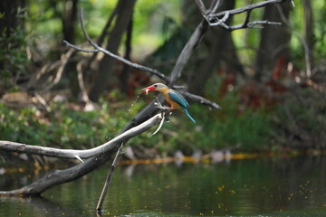 Common Kingfisher in a park in Thailand