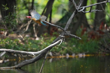Common Kingfisher in a park in Thailand