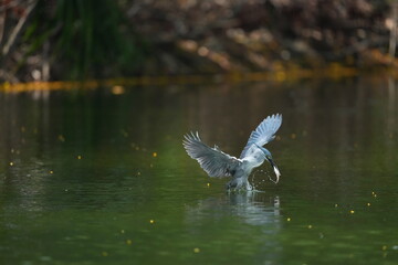 Green Egret in a public park in Thailand