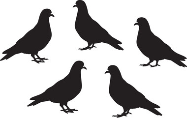 Fototapeta premium Pigeon Silhouettes Vector Set – Collection of Urban Dove Shapes in Various Standing Poses for Graphic Design, Logos, Posters, Signage and Print Projects