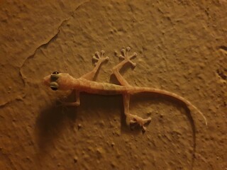 gecko