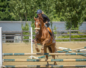 Springtraining einer jungen Frau mit jungem Pferd im Sommer in der Sonne auf dem Springplatz