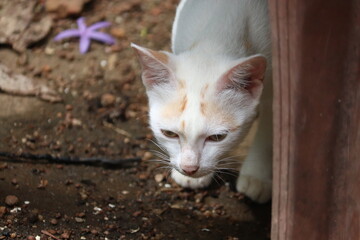 white cat with orange markings on its head, cautiously peeking from behind a wooden post
