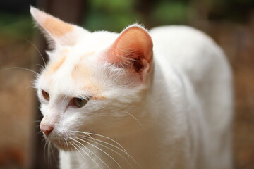 Close-up of a beautiful white cat with green eyes and a blurred background, shallow depth of field	