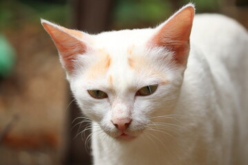 white cat with ginger markings on its head and ears