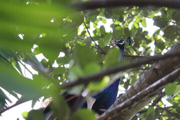 Magnificent peacock perched on a tree branch, partially hidden by lush green leaves
