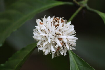 Close-up of a delicate white coffee flower blooming on a branch with lush green leaves