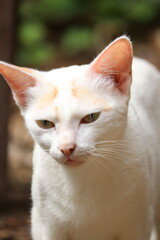 Close-up of a beautiful white cat with green eyes and a blurred background, shallow depth of field