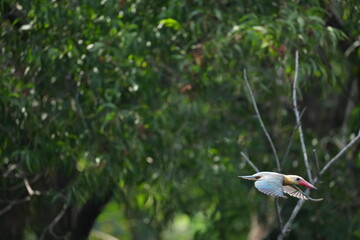 Common Kingfisher in a park in Thailand