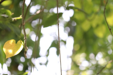 Yellow heart-shaped leaf on a vine with a blurred green background and sun-dappled bokeh