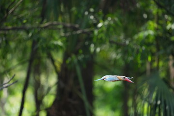 Common Kingfisher in a park in Thailand