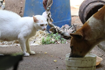 A tense moment between a white cat and a brown and white dog sharing a water bowl