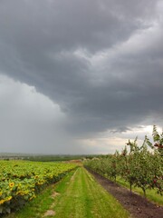 A field of flowers