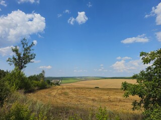 A field with grass and trees