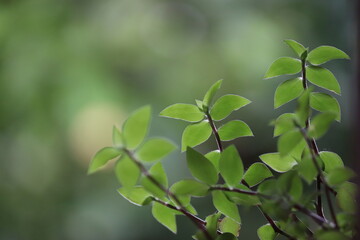 Fresh green leaves and twigs with water drops on a blurred background, shallow depth of field