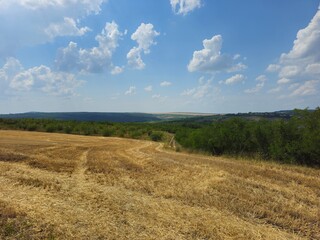 Fototapeta premium A field with trees and blue sky