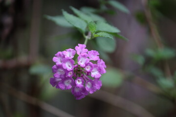 Delicate purple and white Lantana flower blooming on a branch with a soft, blurred background