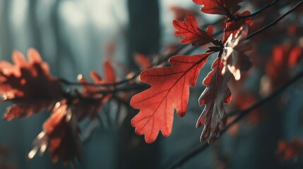 Red Oak Leaves in Autumn Sunlight
