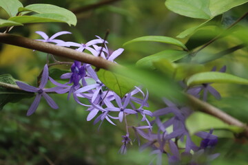 Close-up of a blooming purple Petrea volubilis flower on a branch with lush green leaves