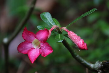 Close-up of a vibrant pink desert rose flower with water drops on its petals and a bud	