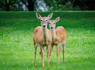 White-tail deer herd grazing in the grass in Rome Georgia. Whitetail deer can run 35 to 40 mph and jump an 8 foot fence from a standing position.