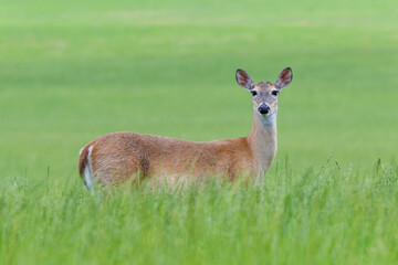 White-tail deer herd grazing in the grass in Rome Georgia. Whitetail deer can run 35 to 40 mph and...