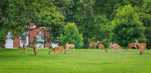 White-tail deer herd grazing in the grass in Rome Georgia. Whitetail deer can run 35 to 40 mph and jump an 8 foot fence from a standing position.
