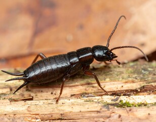 Close-up of a black insect on wood