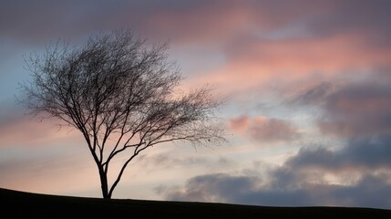 Silhouette of a lone tree against a colorful sunset sky.