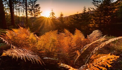 golden ferns at sunset in woodland creating a serene atmosphere and peaceful scene