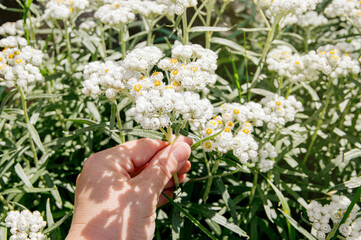 Close-up view of a woman picking white flowers Anaphalis margaritacea. Anaphalis margaritacea...