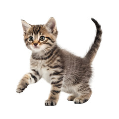Kitten playing isolated on white background perfect for pet visuals cute animal designs and marketing use
