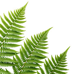 Green fern fronds isolated on white background ideal for botanical visuals eco designs and decor themes
