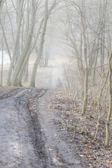 A gloomy path into the forest in a soft mist