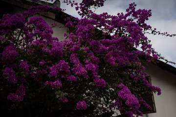 Bougainvillea is shrub-shaped perennial plant