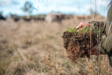 farmer holding soil in hands, monitoring plant health, regenerative organic farming, and field while also studying soil samples and plant growth in a farm. practicing sustainable agriculture