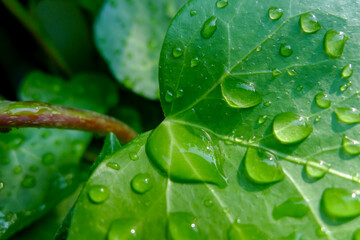Water droplets on heart-shaped ivy leaves (Hedera helix). Taken in Tremosine.