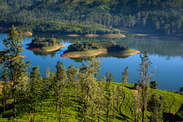 Obraz premium Castlereagh reservoir and surrounding tea plantations in sri lanka