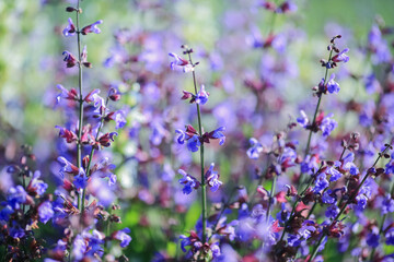 Fototapeta premium Blooming plant Salvia Rosmarinus (Rosemary)
