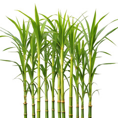 Sugarcane stalks isolated on white background ideal for agriculture visuals natural products and food designs
